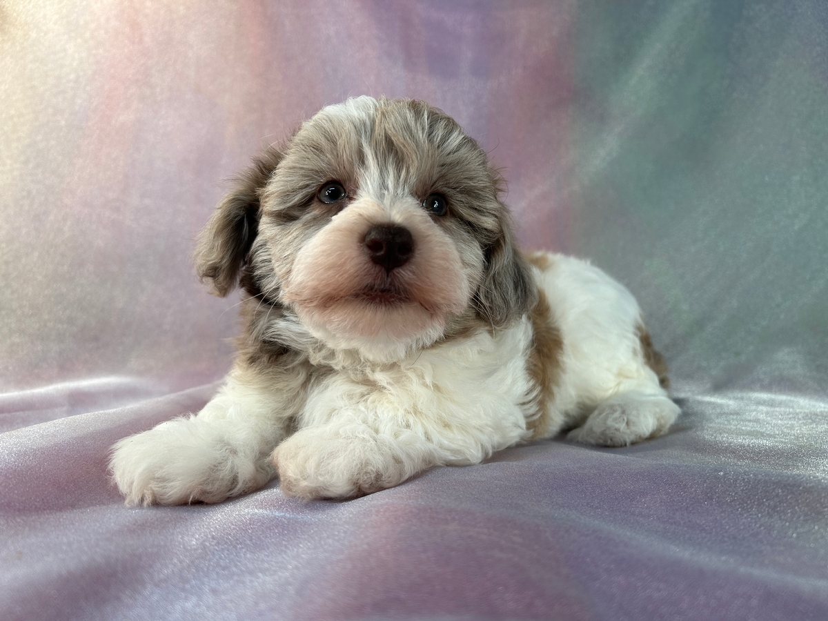 Male F1 Schnoodle Pup for Sale $1200 DOB 4-11-2023